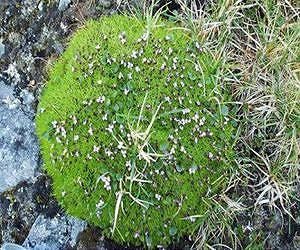 Small but speedy: Short plants live in the evolutionary fast lane