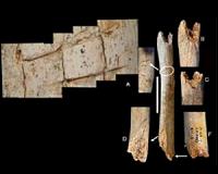 Neanderthals manipulated bodies shortly after death