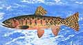 Earth Search For Cutthroat Trout