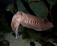 Chameleon of the sea reveals its secrets