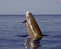 Beaked Whales Perform Extreme Dives to Hunt Deepwater Prey