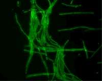 A bionic mushroom that generates electricity