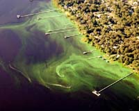 As planet swelters, are algae unlikely saviour?