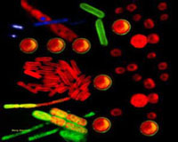 Cyanobacteria Catch 22