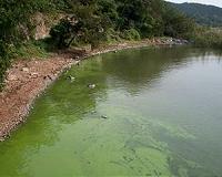 Algae blooms create their own favorable conditions