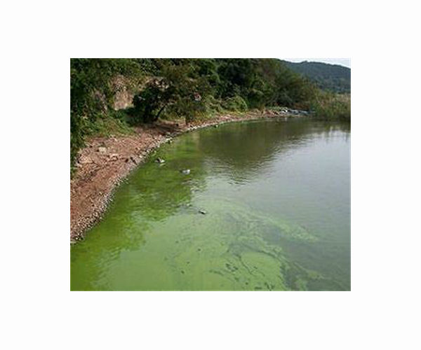 Lake bottoms may provide insight into cyanobacteria blooms