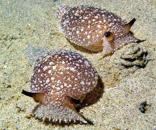 Some sea slugs sever their own heads, grow whole new bodies