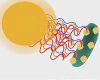 Bacteria-powered solar cell converts light to energy, even under overcast skies