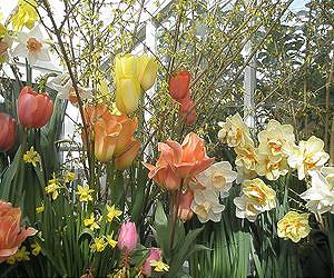 In the Eastern US, spring flowers keep pace with warming climate
