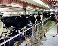 Renewable Energy From Manure Becomes Reality For NY