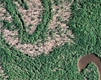 Study Predicts An Uncertain Future For Forests