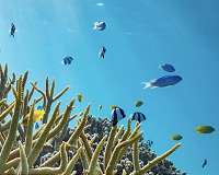 Ocean acidification a big problem - but not for coral reef fish behavior