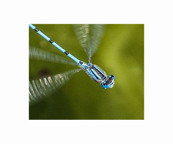 After miraculous comeback, damselfly in distress again