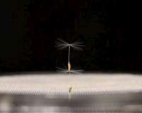 Dandelion seeds reveal newly discovered form of natural flight