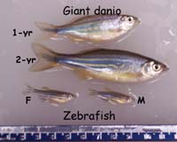 A Giant Among Minnows: Giant Danio Can Keep Growing