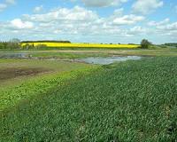 Growing crops on organic soils increases greenhouse gas emissions