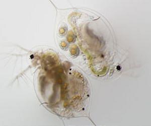 Evolving to Fight Epidemics: Weakness Can Be an Advantage