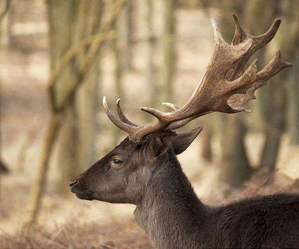 Year-round daylight saving time could reduce deer collisions, study says