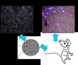 Dark field imaging of rattle-type silica nanorattles coated gold nanoparticles in vitro and in vivo