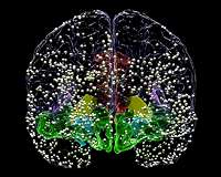 Neuroscientists build model to identify internal brain states
