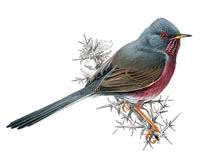 European Birds Flock To Warming Britain