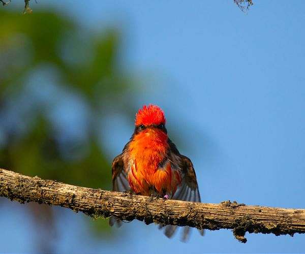 On Galapagos Islands, Darwin's flycatcher makes a tiny comeback