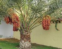 UAE wages war on tiny scourge threatening date palms