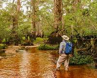 Researchers document the oldest known trees in eastern North America