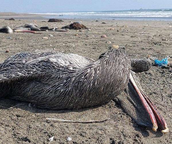 Bird flu requires urgent national coordinated response, researchers urge