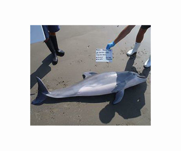 Ghana investigates after dead fish, dolphins wash up on shore