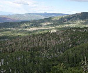 Tree die-off triggered by hotter temperatures