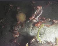 Bodies at sea: How ocean oxygen levels may impact scavenger response