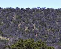 It takes a microclimate to raise a pinyon tree