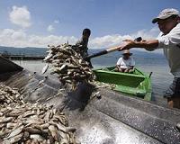 Mexico investigates mass fish death in lagoon