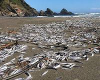 The world needs death and decomposition