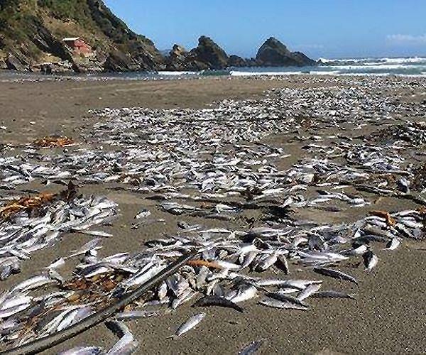 Scientists detect 'mass death' of sea life off Russia's Kamchatka