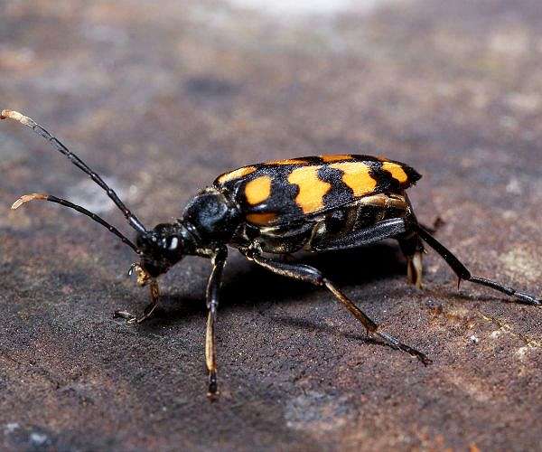 Deathwatch beetle threat to celebrated British warship