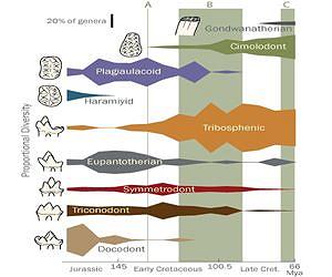 Early mammal varieties declined as evolution of flowering plants took off