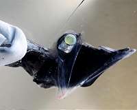 Remarkable fish see color in deep, dark water