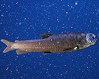 Increasing Carbon Dioxide Will Make It Harder For Deep-Sea Animals To Breathe