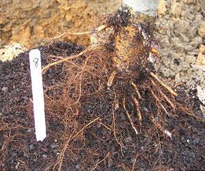 Improving crops from the roots up