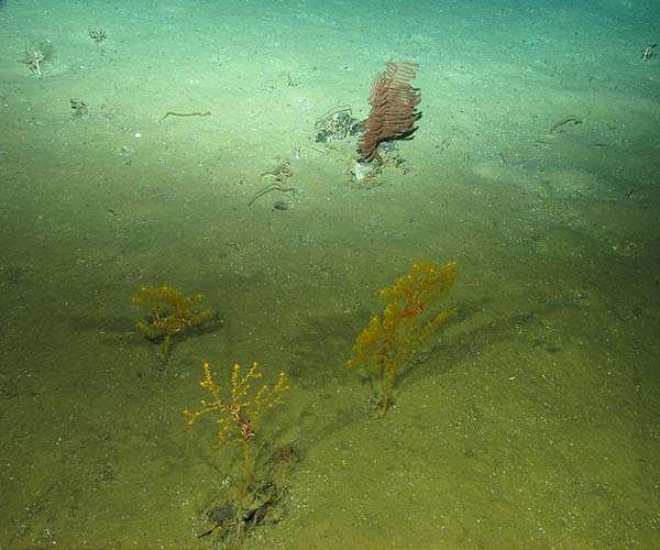 The abyssal world: the last terra incognita of the Earth surface