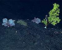 New study first to reveal growth rates of deep-sea coral communities