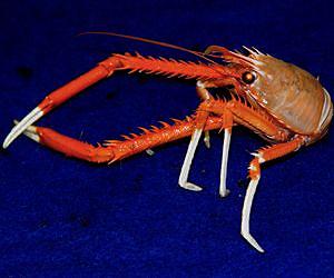 Deep-Sea Crabs Seek Food Using Ultraviolet Vision