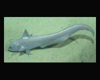 Deep-Sea Fish Populations Boom Over The Last 15 Years