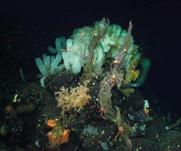 Virtual dive will take explorers deep into unexplored waters off Hawaii