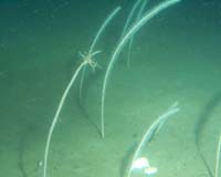 UN Ponders Ban On Bottom Trawling