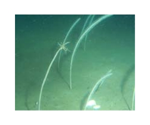Human Impacts On The Deep Seafloor