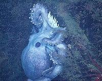 Deep-sea octopus broods eggs longer than any known animal