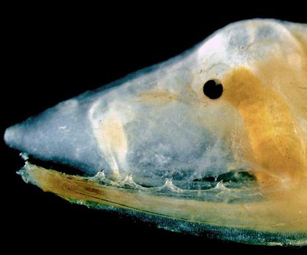 70 million years on earth, 40 years of decline: the endangered eel